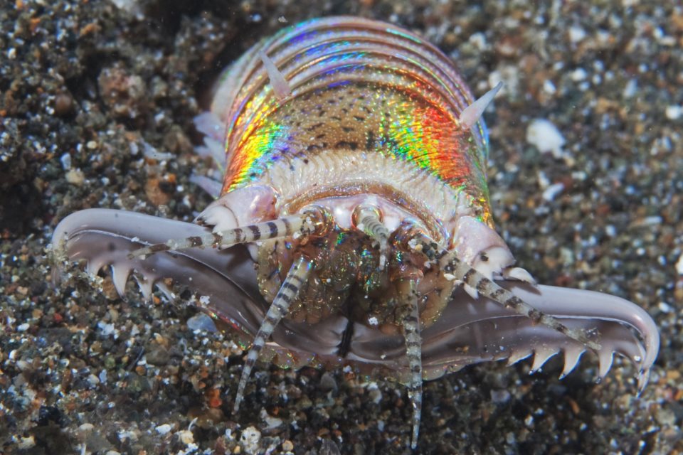 bobbit worm 1.jpg