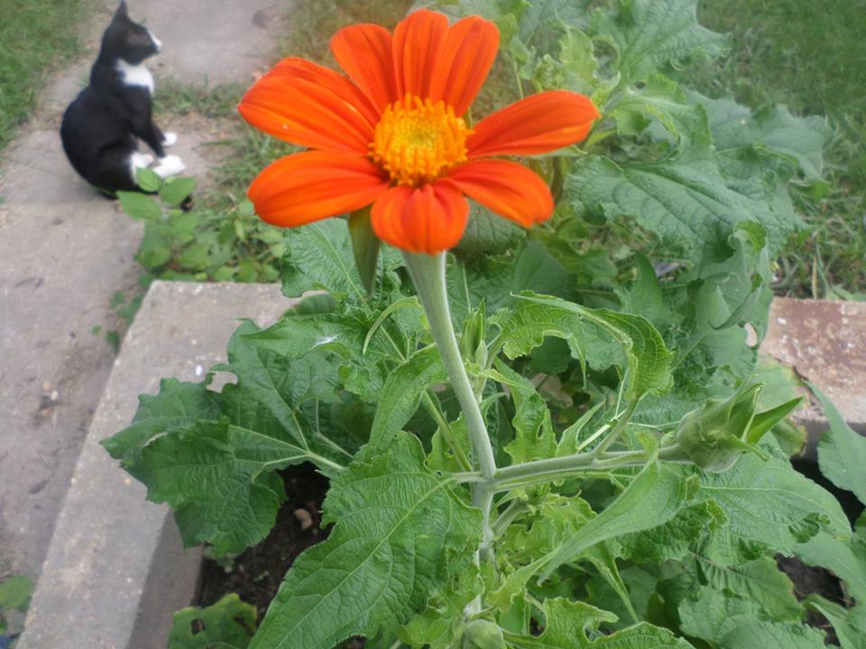 mexicansunflower2.jpg