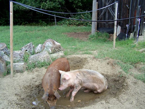 Pigs16 crop Sept.2010.jpg