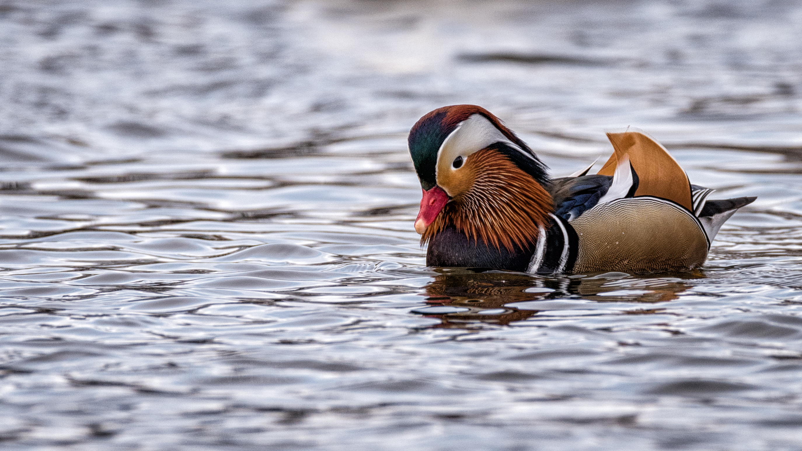 Mandarin Plane of Focus.JPG