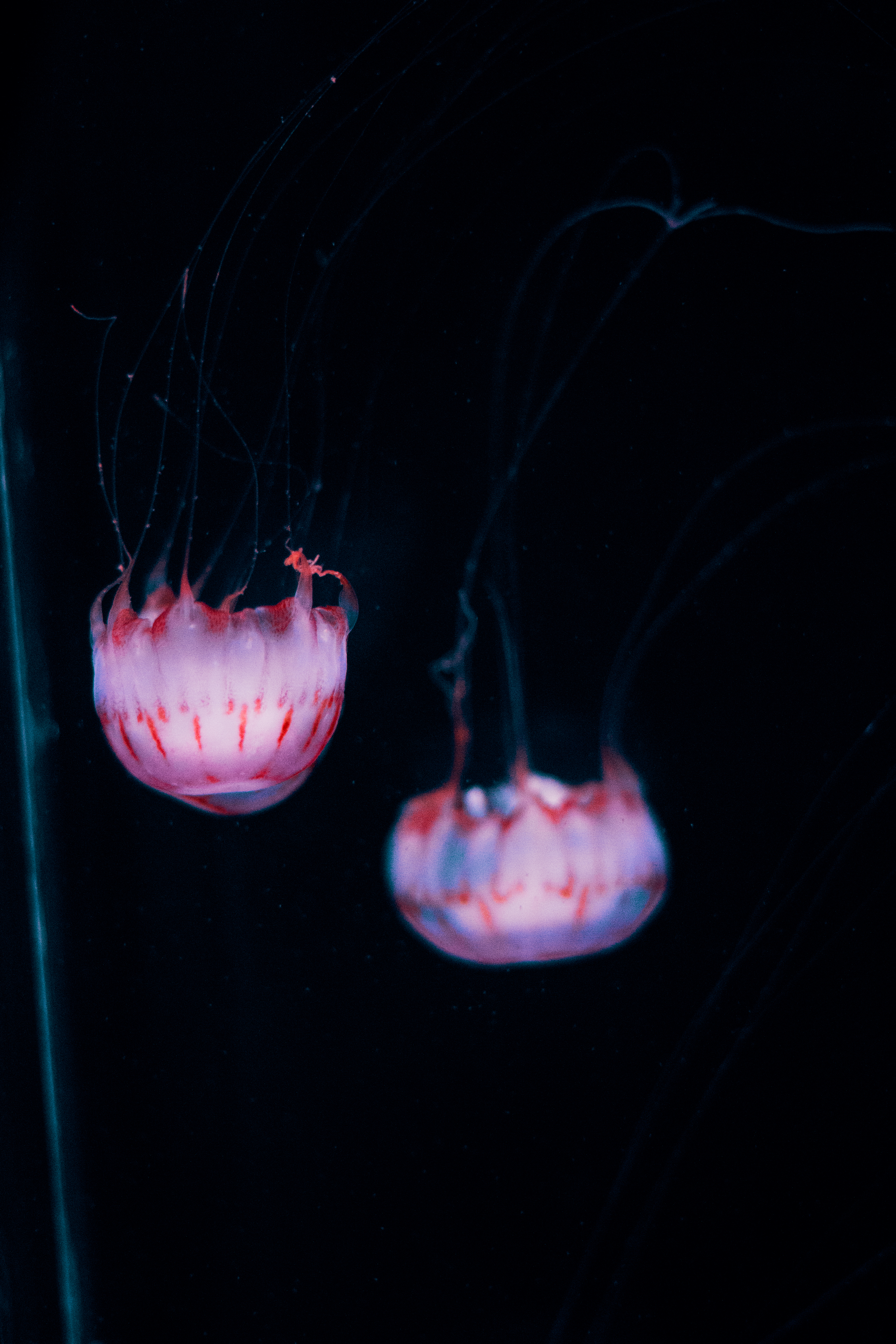 Jellyfish 2.jpg