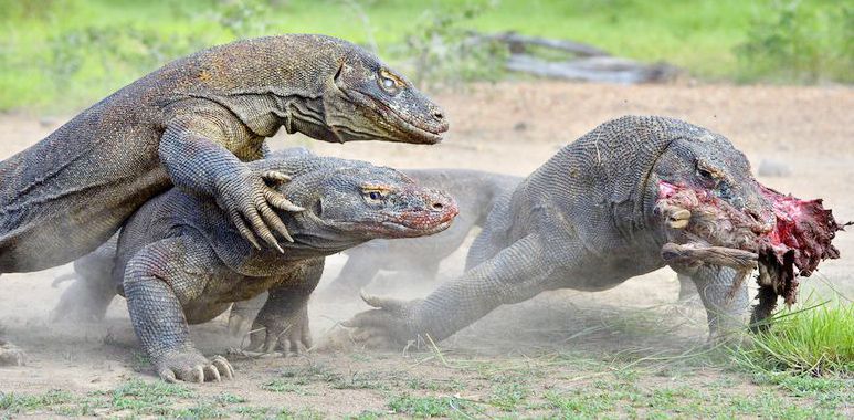 komodo dragons scramble for food.jpg