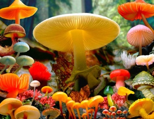 aaec5d3a3176ae08bff9117c05a75c66--fungi-colours.jpg