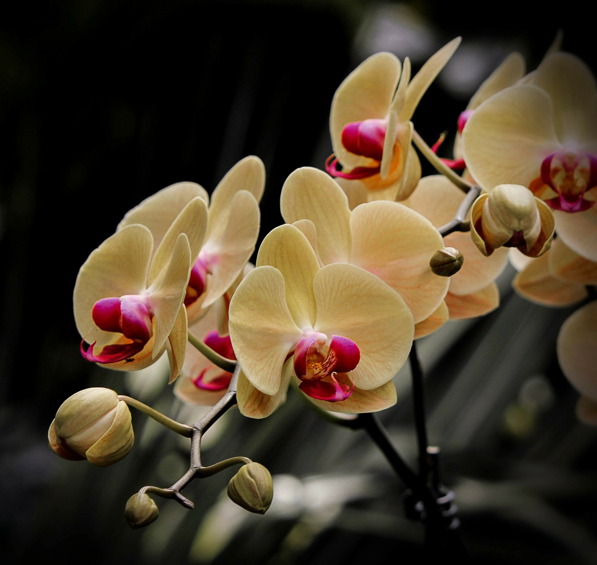 moth-orchid-171365_1920.jpg