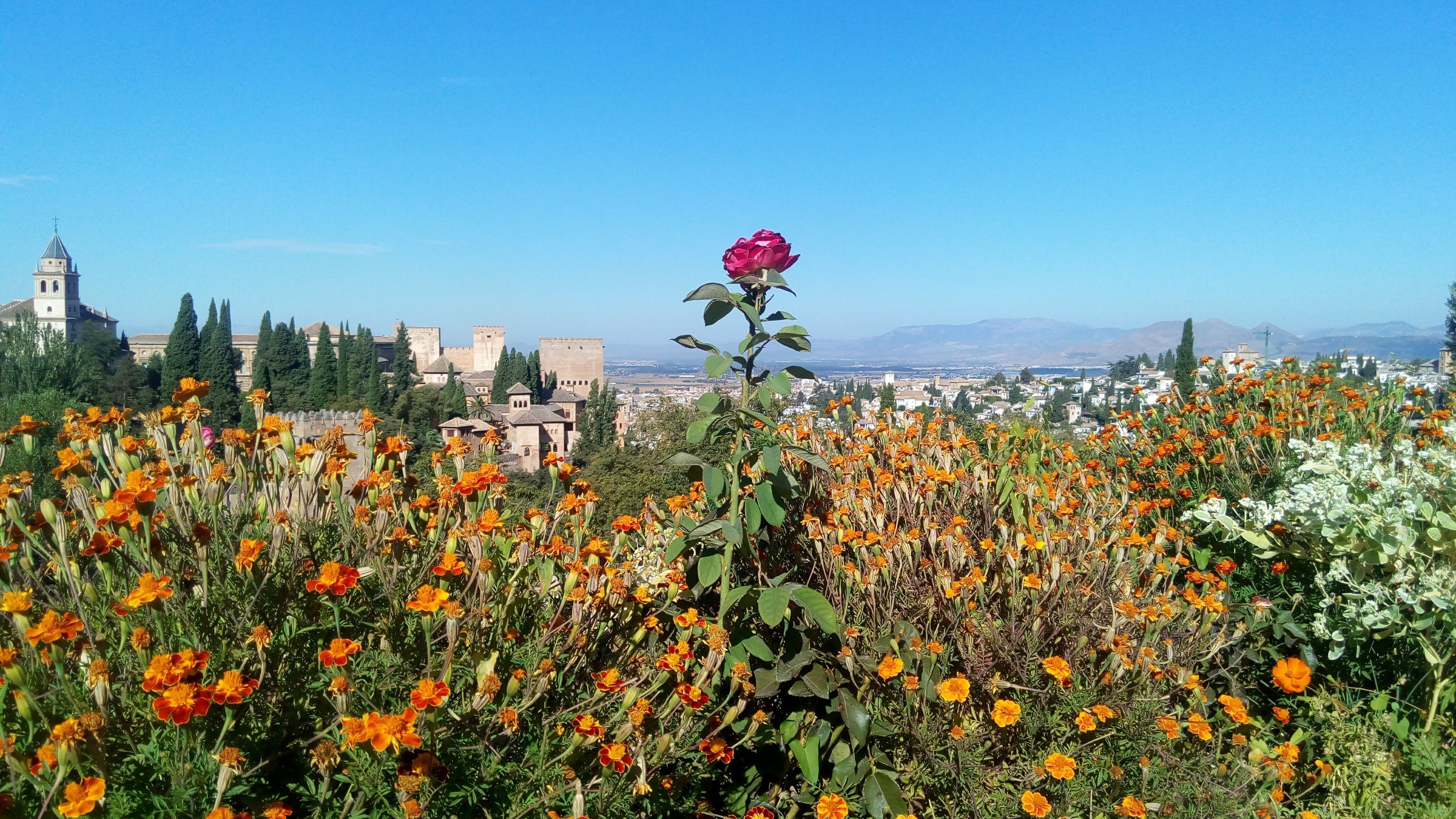 Granada La Alhambra Flower Garden.jpg