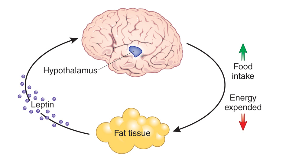 leptin.jpg