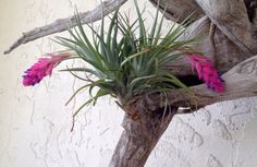 air plant pink.jpg