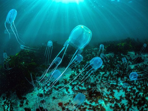 box-jellyfish-HNNGG9[1].jpg