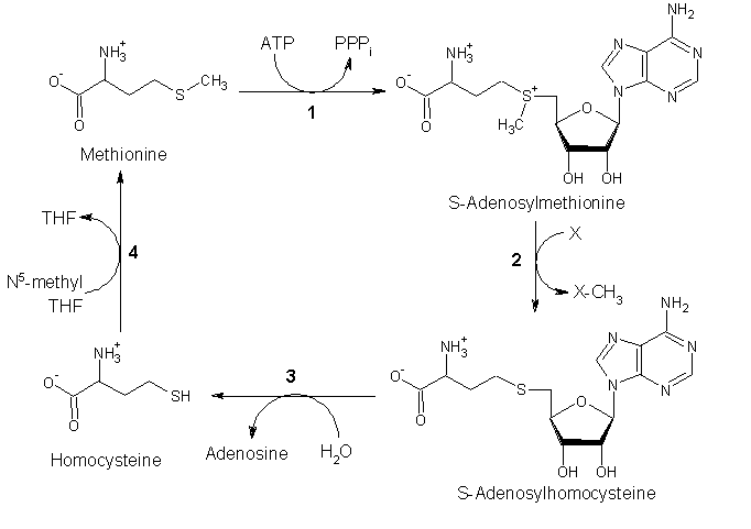 Met_pathway.gif