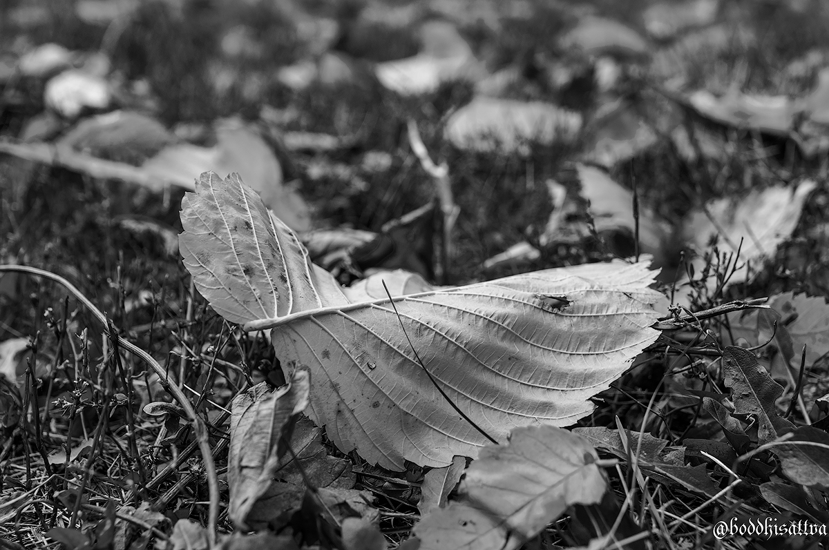 DSC_7866_bw.jpg