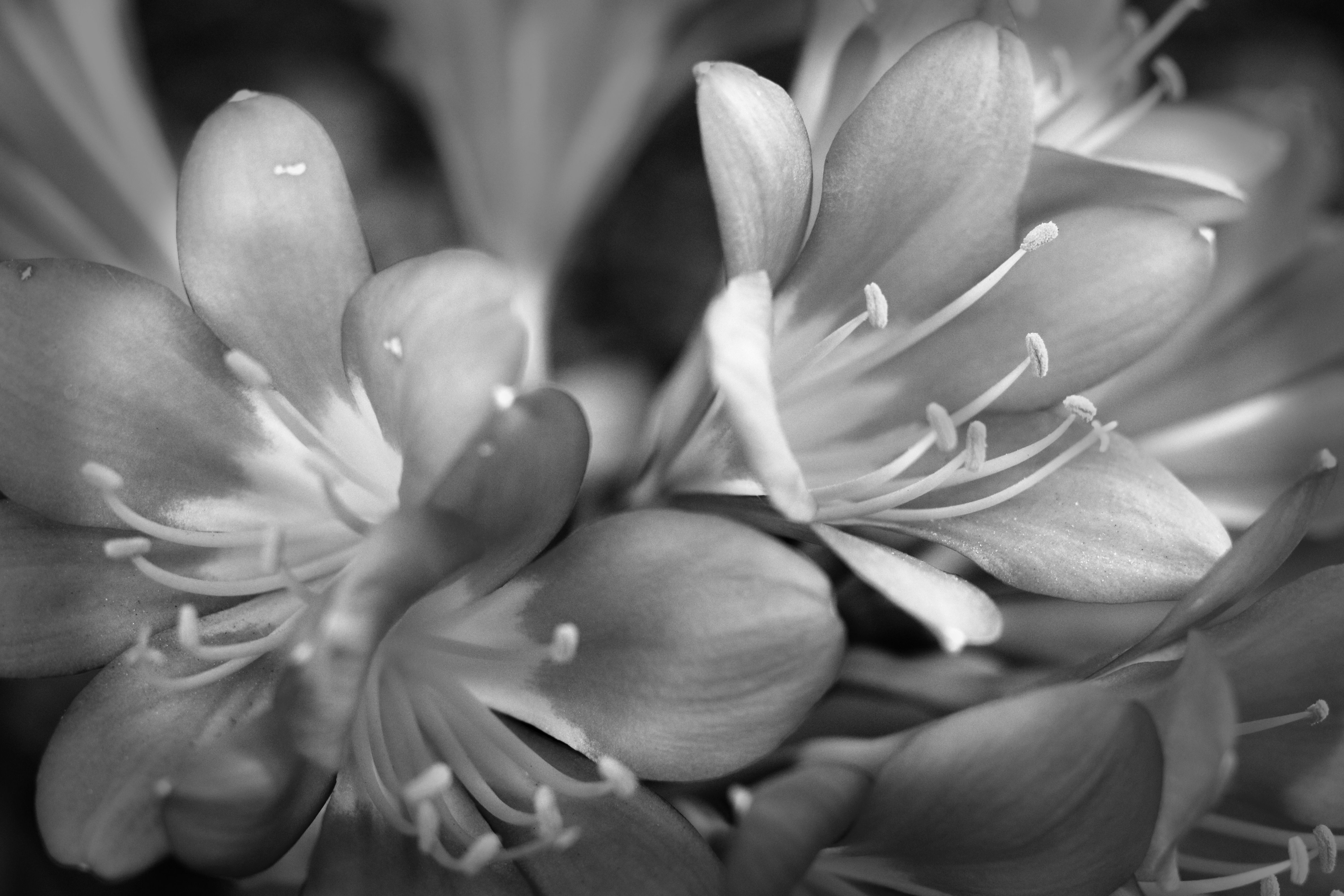 BW Flower 20180219.JPG