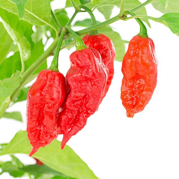 ghost-pepper-bhut-jolokia-growing-hot-pepper-pepper-joes.jpg