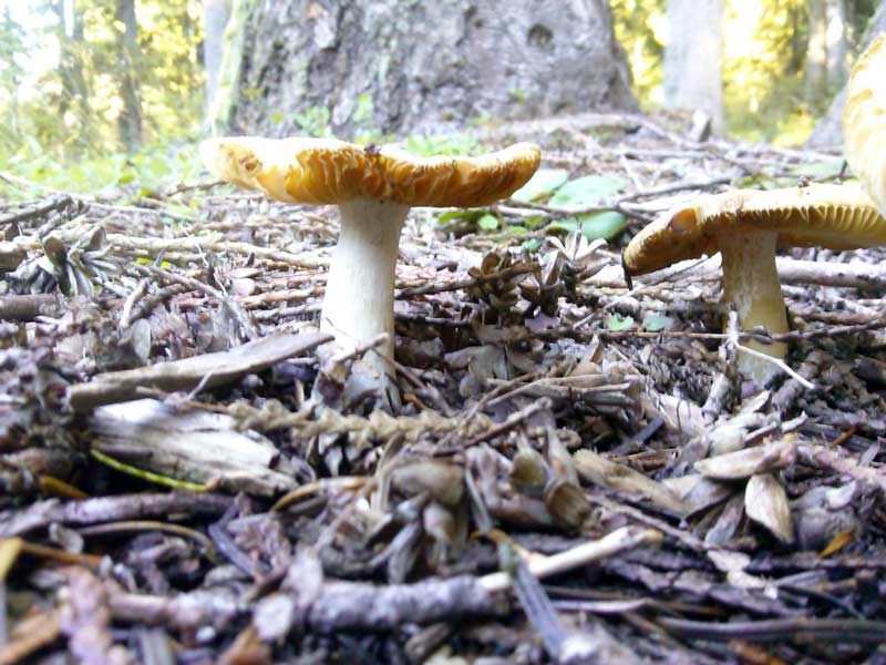 mushroom-duplex.jpg
