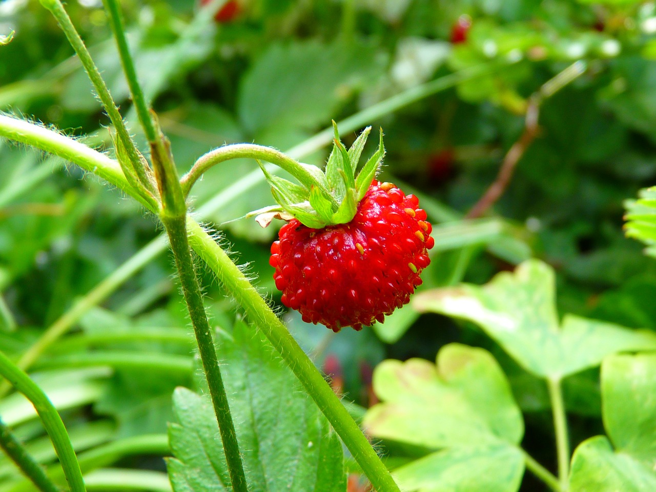 strawberry-7649_1280.jpg