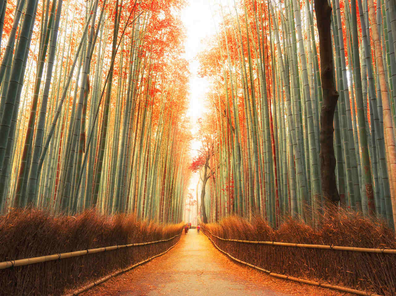 Arashiyama_Kyoto_Japan-WEB__67310.1474477295.1280.1280.jpg