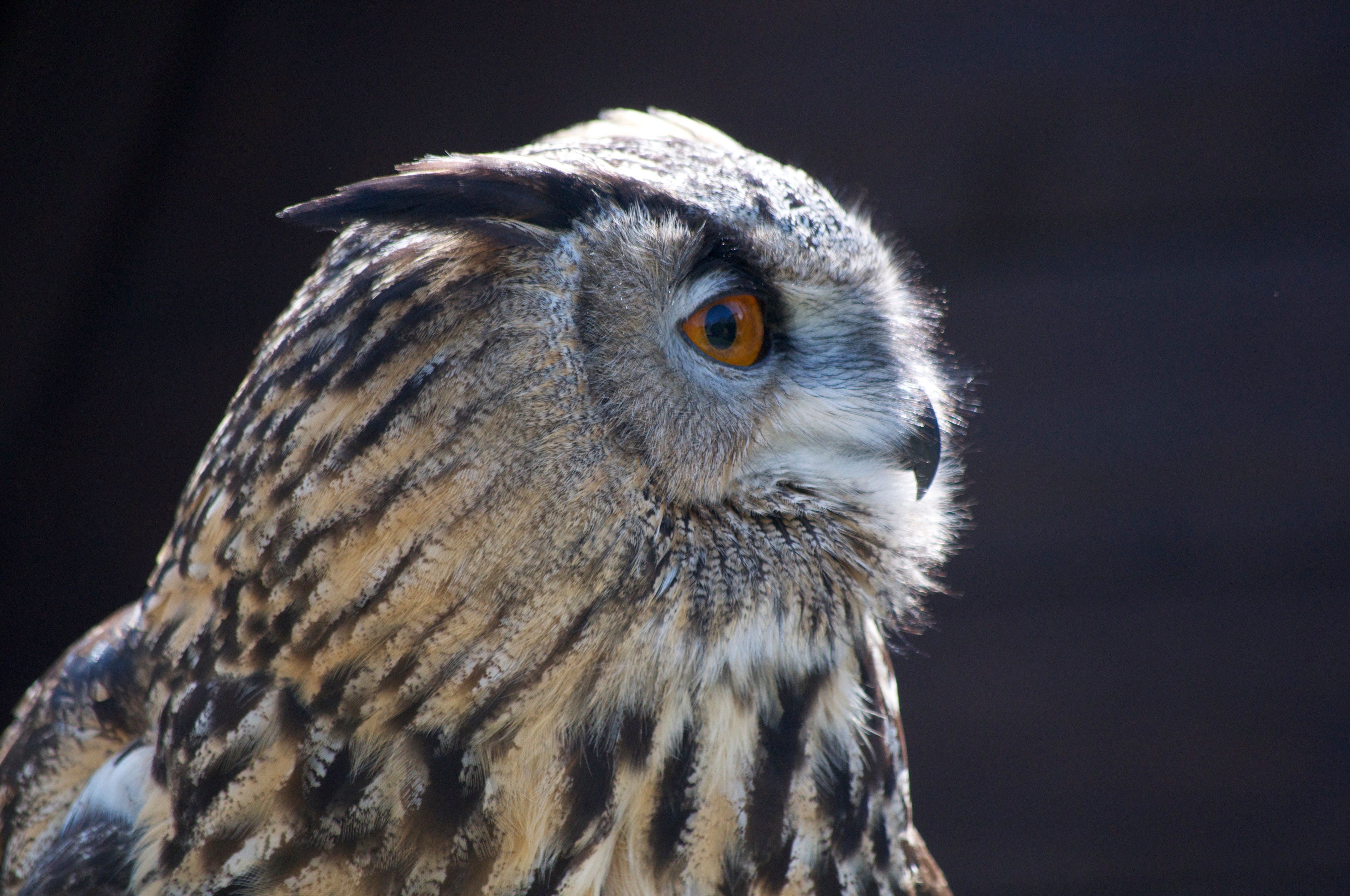 My passion for birds of prey ... the eagle owl..Meine Leidenschaft zu ...