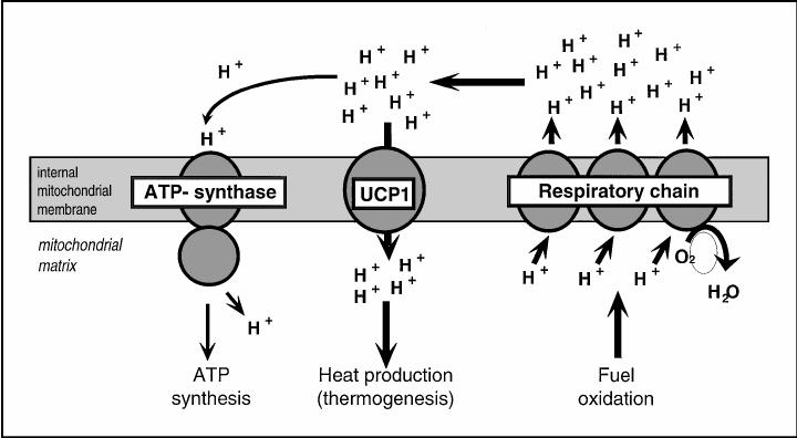 Mechanism of action of UCP1.png