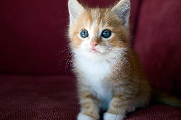 05-kitten-cuteness-1.jpg