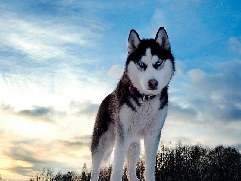 image تعرف الآن على صفات كلاب الهاسكي الأصلية 1 تعرف الآن على صفات كلاب الهاسكي الأصلية