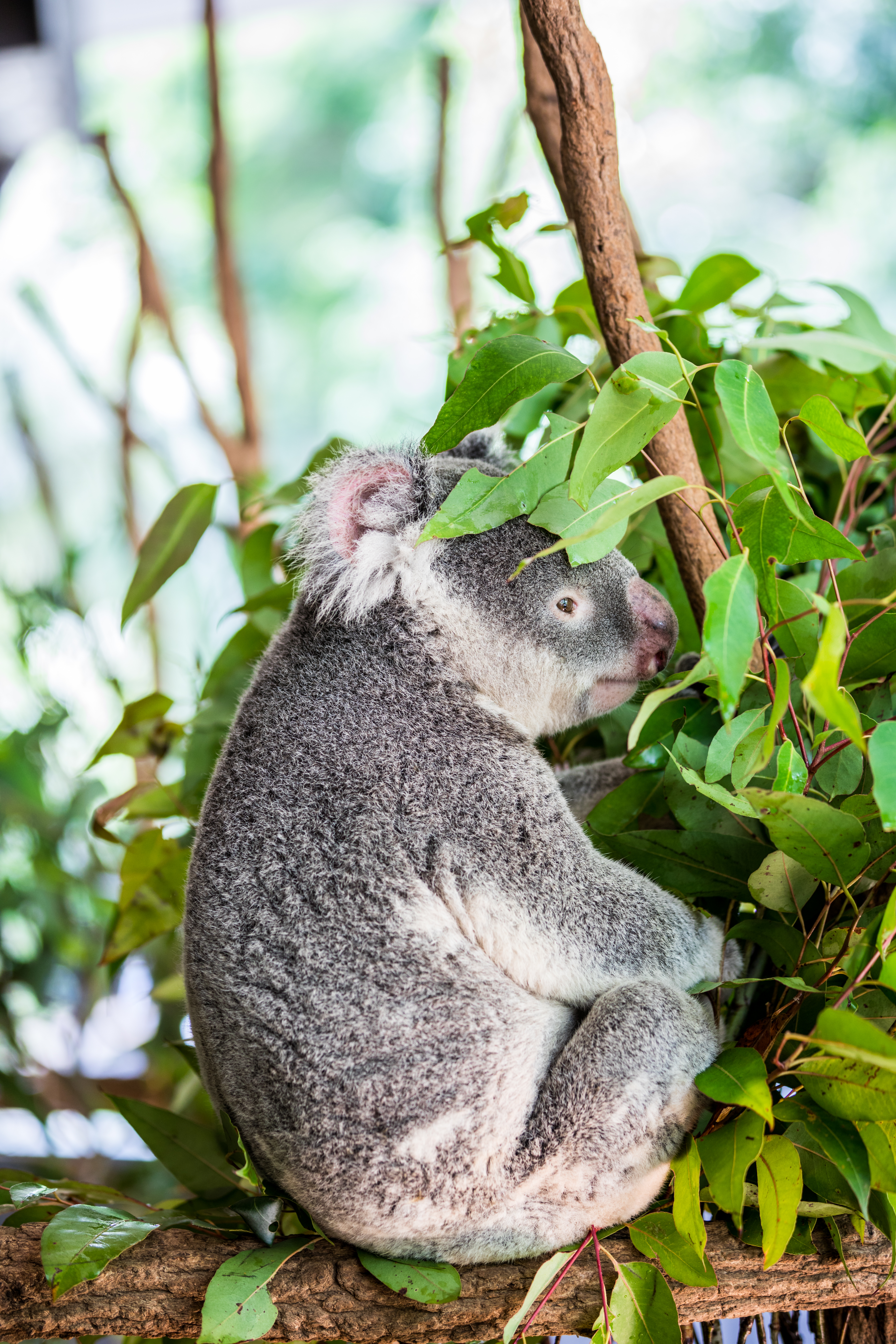 Koala Energy Conservation 休息的無尾熊 Steemit