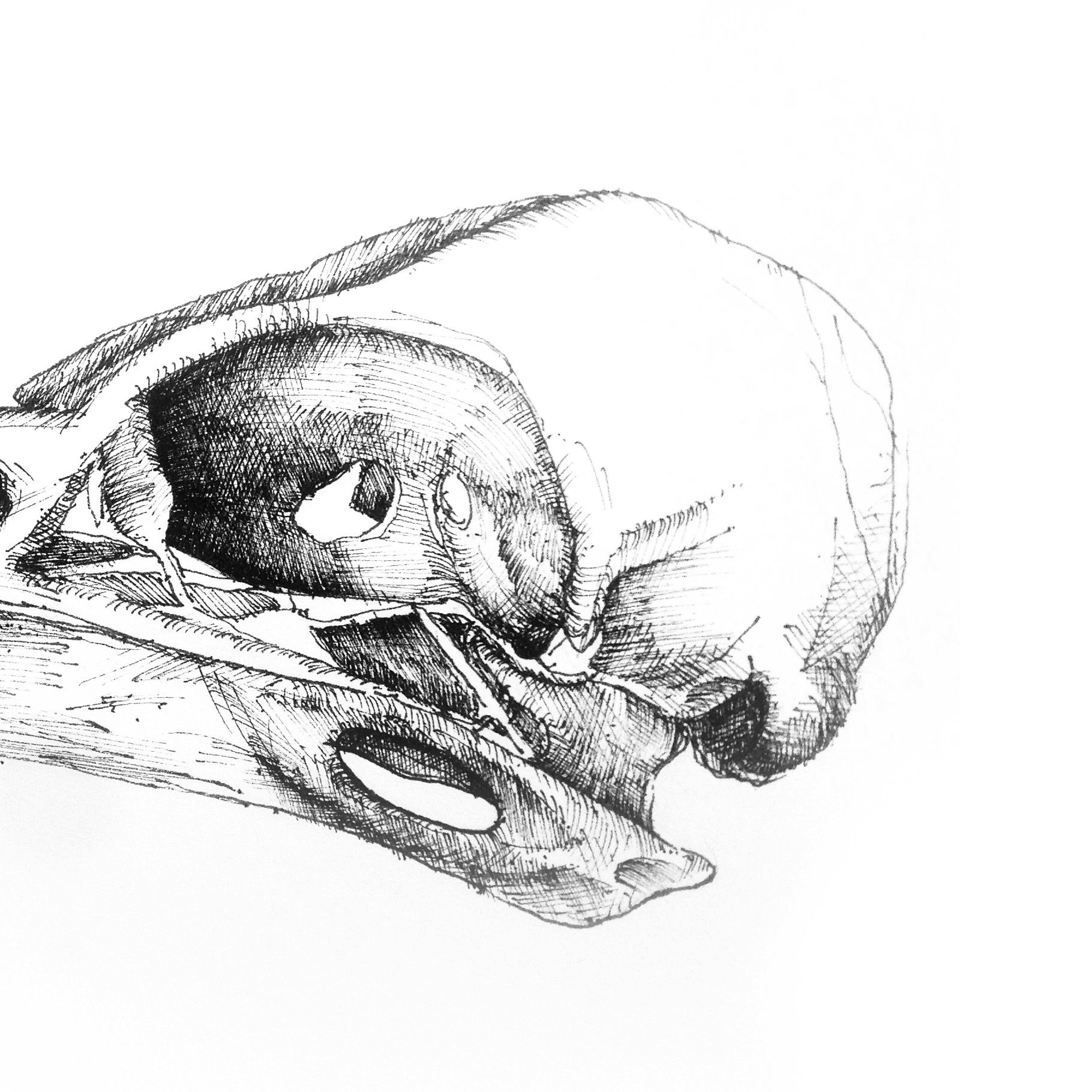 Transparent Bird Skull Clipart  Drawings Of Bird Skull HD Png Download   Transparent Png Image  PNGitem