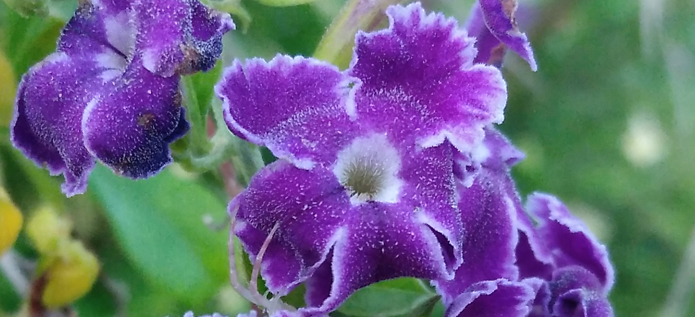 purple yerpal.png