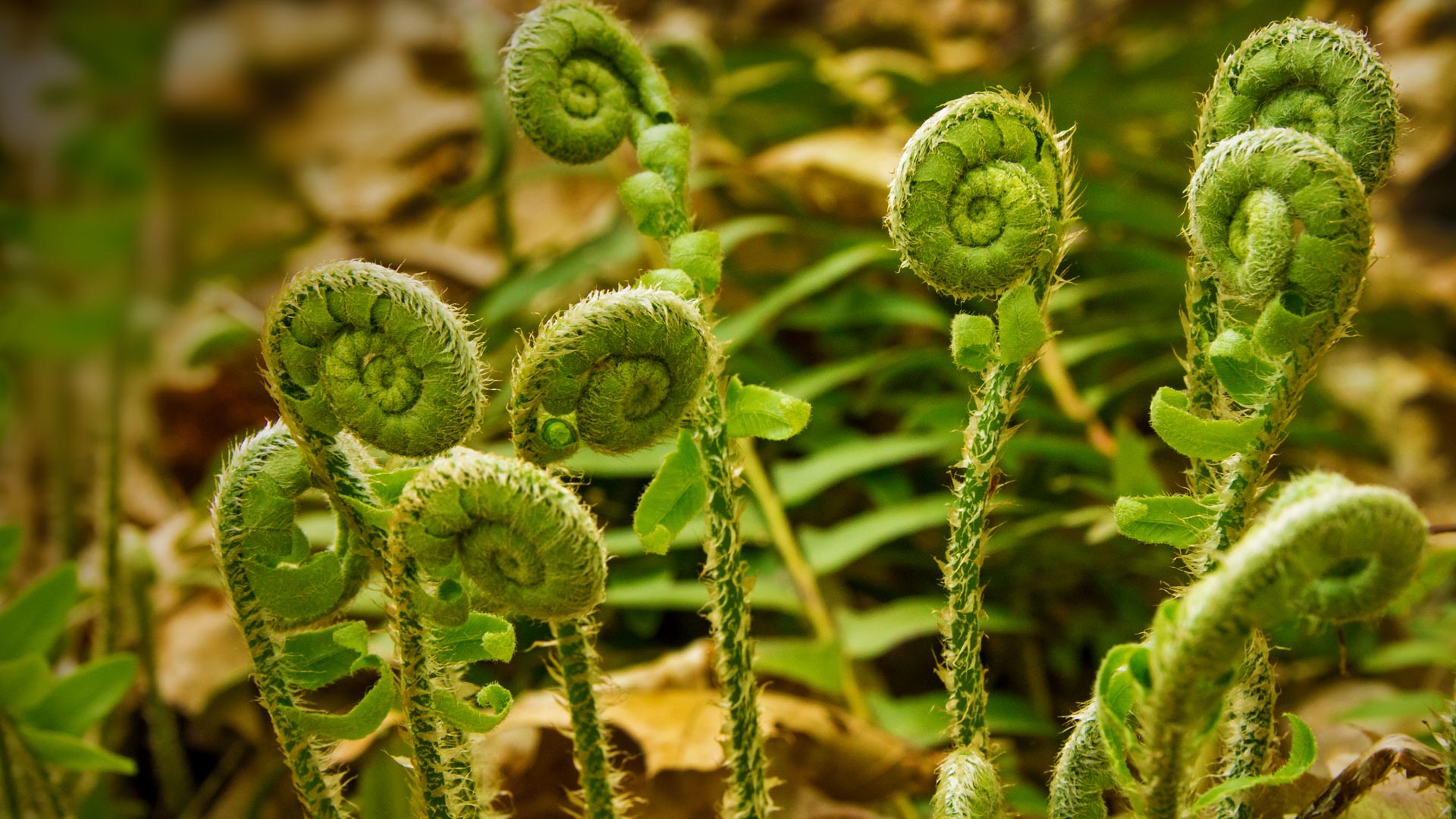 20170526 Fern fiddleheads at Valley Falls Park in Vernon, Connecticut 1920x1080.jpg