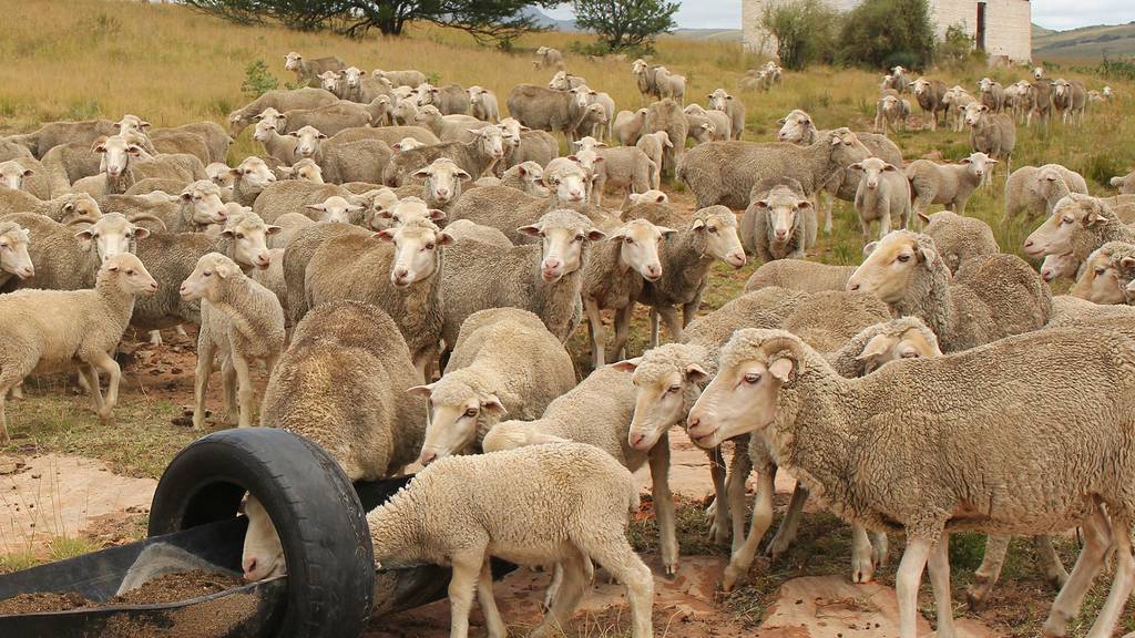 national-wool-growers-association-of-south-africa-sheep-industry.jpg