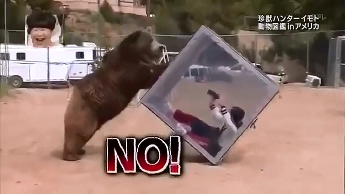 bear1.jpg