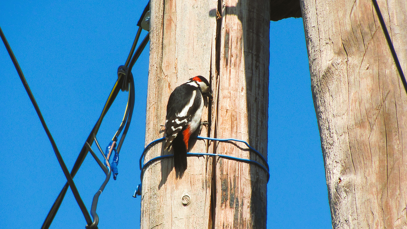 woodpecker