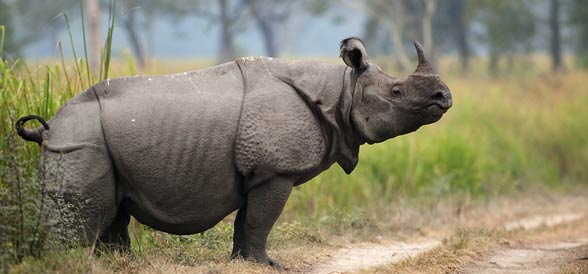 Indian_rhinoceros8.jpg