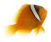 fish on white bg   Google Search.png