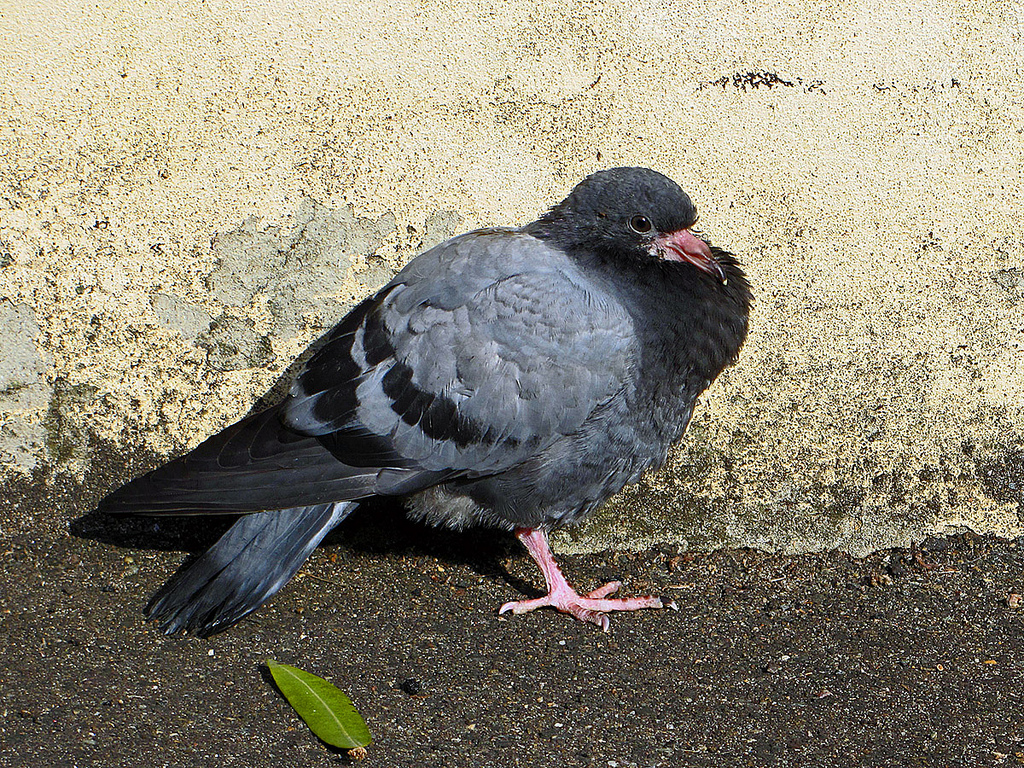 Pidgeon by Newtown grafitti