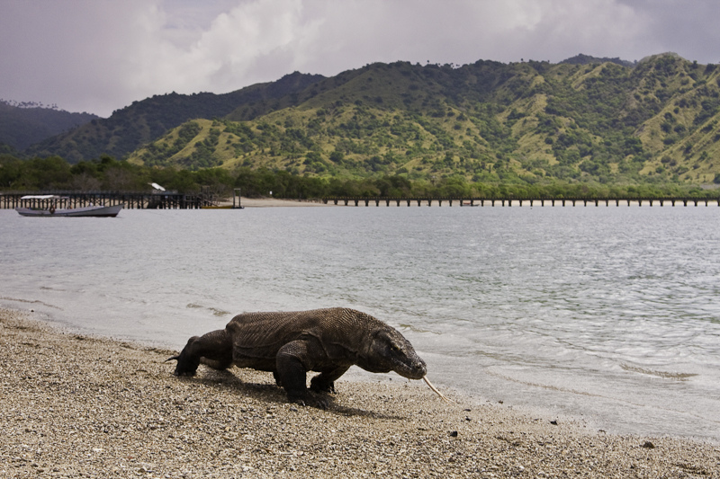 @bacabaca Komodo_Islands 2.jpg