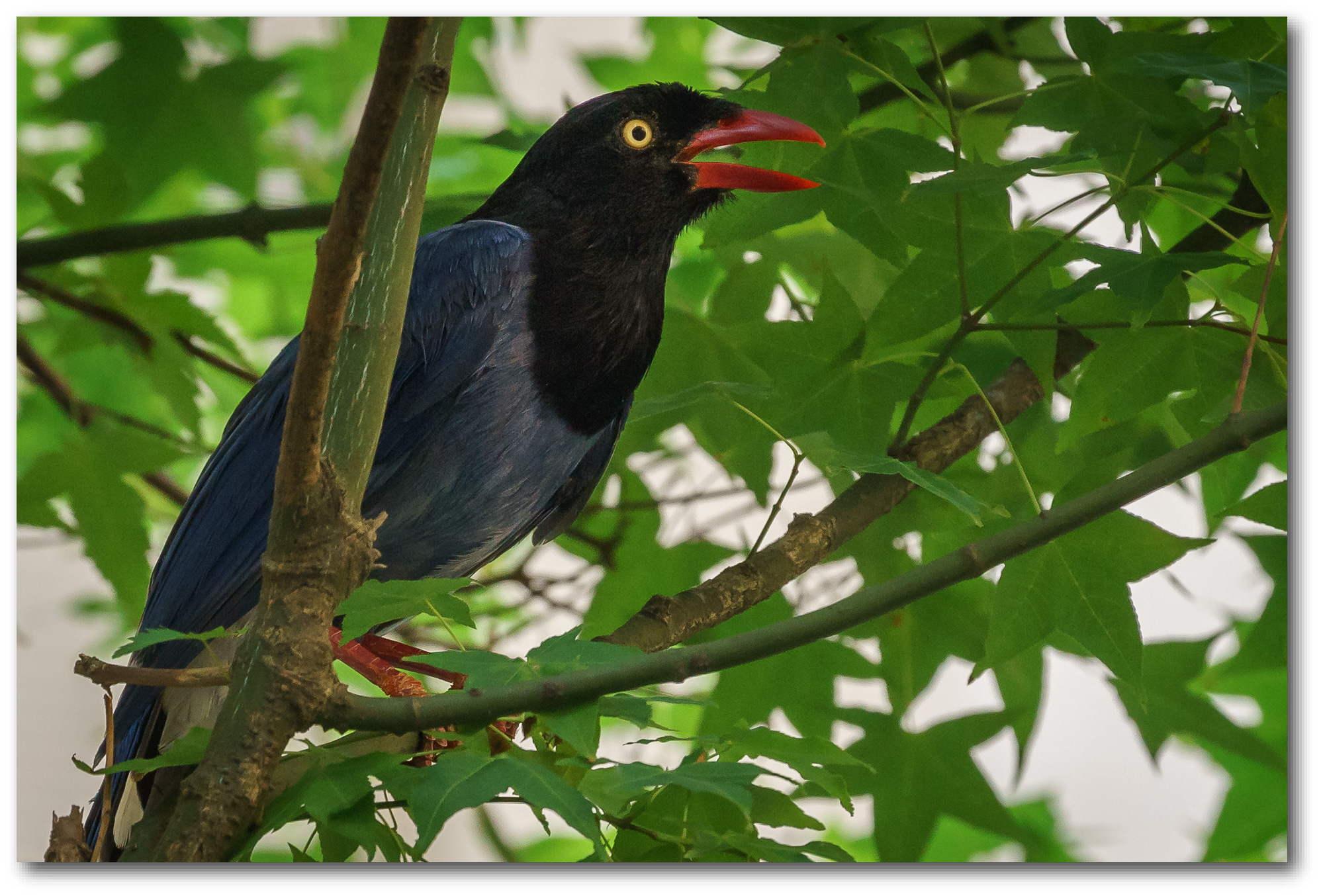 Backyard Wildlife Taiwan Blue Magpies Steemit