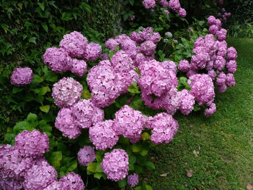 Como-cultivar-la-hortensia-1.jpg