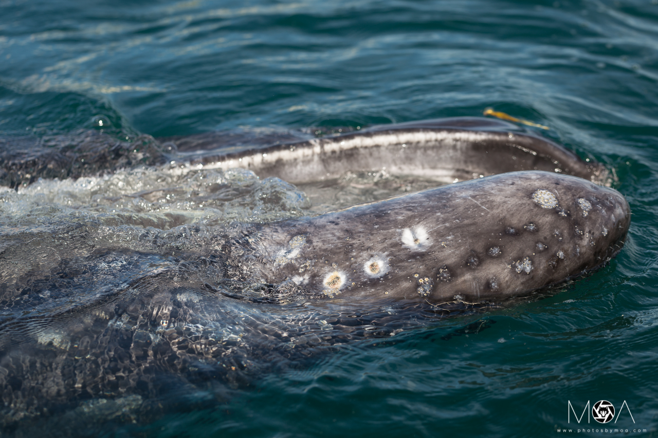 Baby Gray Whale Mouth.jpg