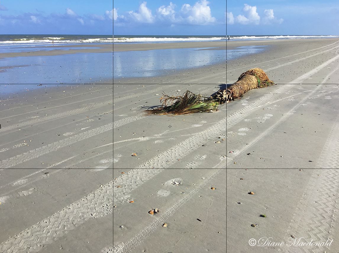 Palm Tree Beach Grid.JPG