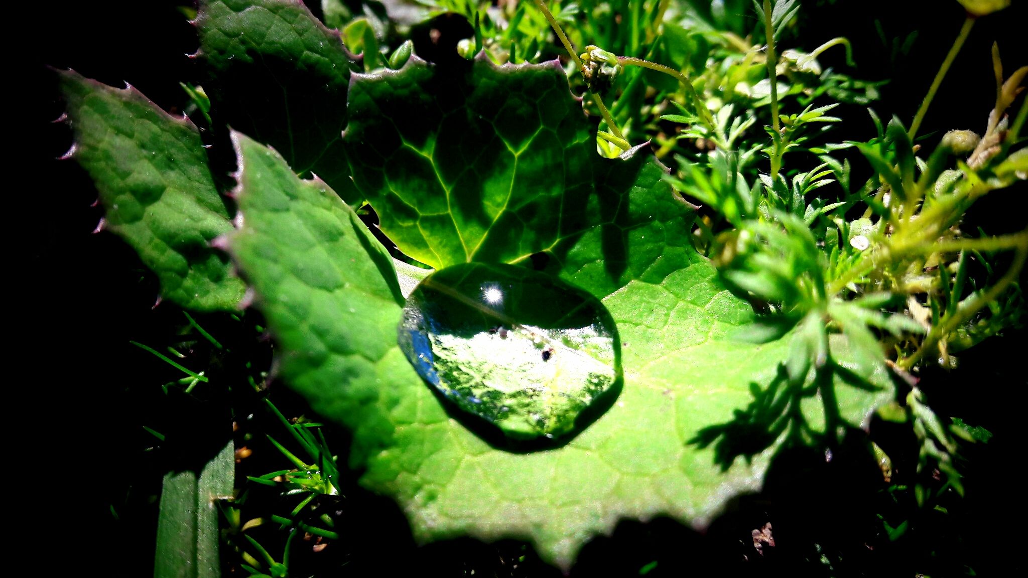 Dew drop reflection.jpg