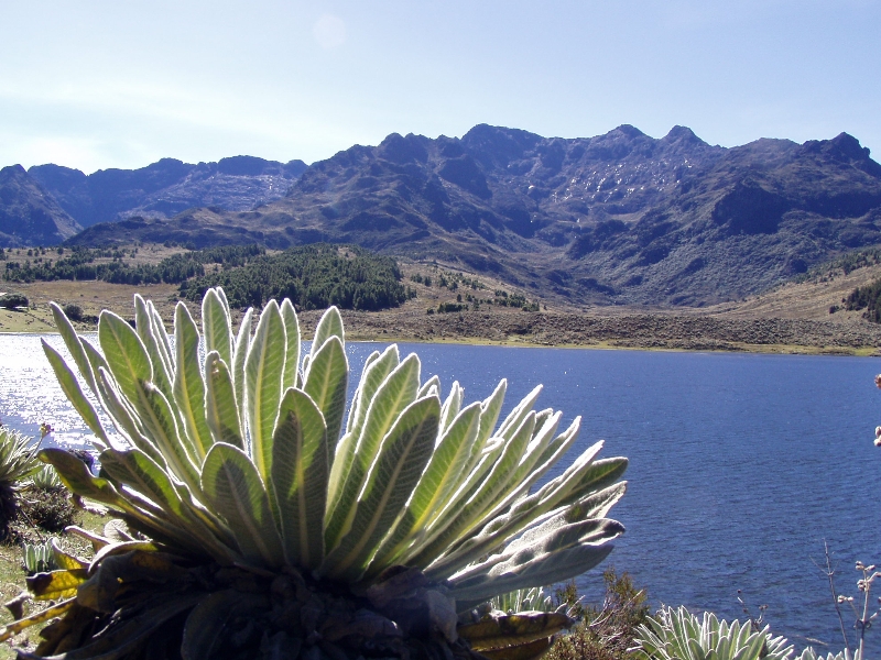 frailejon-merida-anden-venezuela.jpg-nggid03548-ngg0dyn-900x600x100-00f0w010c010r110f110r010t010.jpg