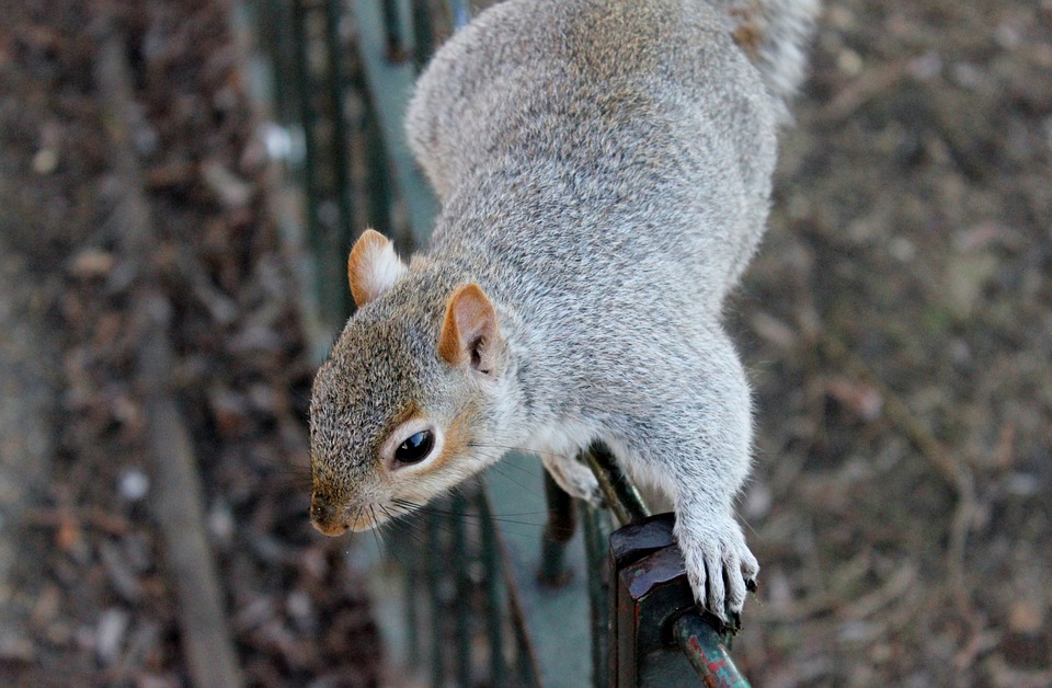 squirrel-111258_960_720.jpg