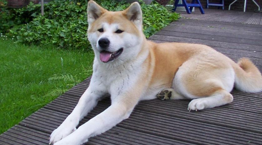 10 most beautiful dogs