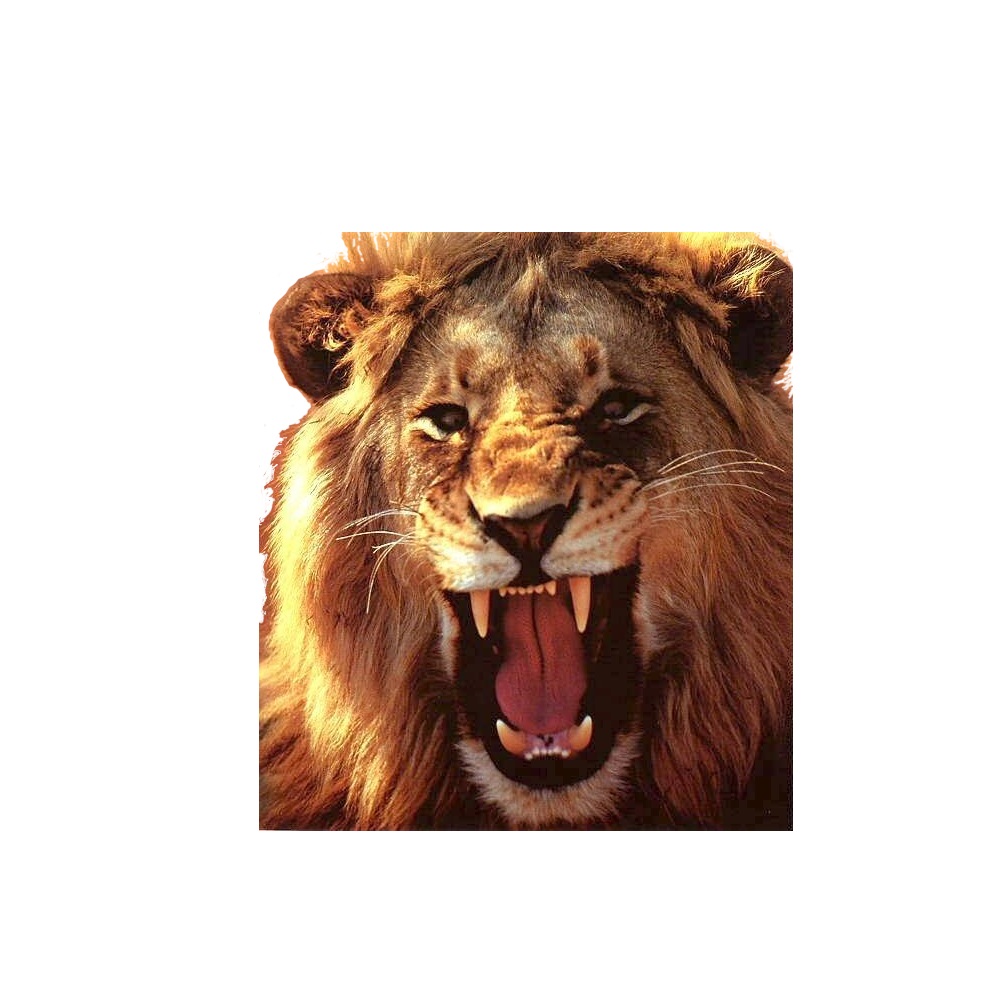 lions-roar-2.jpg