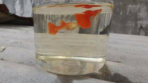 My Favorite Guppy Fish Steemit Steemit