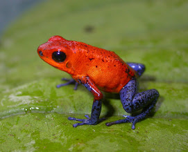 Oophaga pumilio 2.jpg