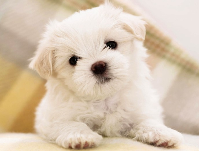 Baby dog ... SO CUTE !! #3 — Steemit