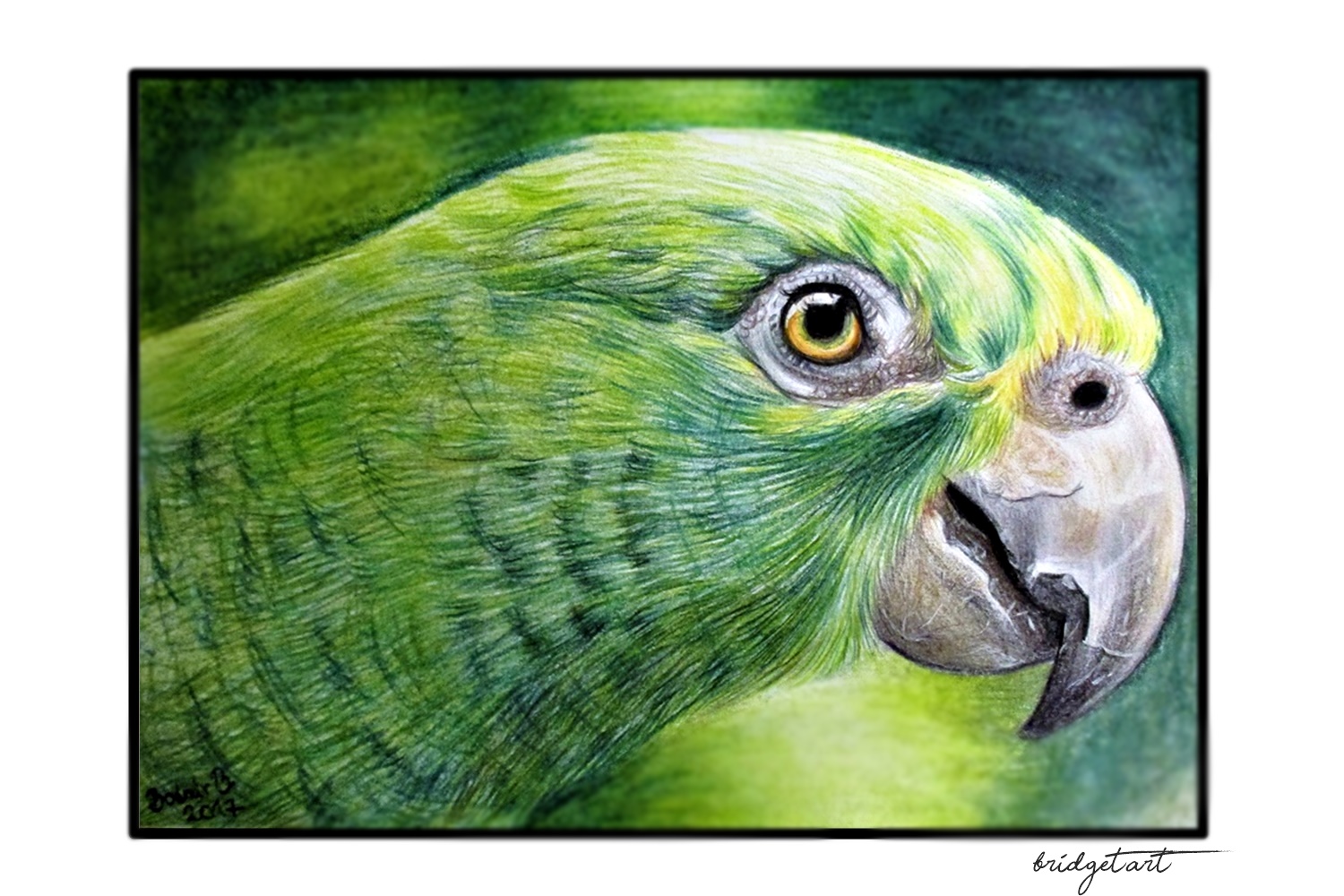 Featured image of post Realistic Parrot Drawing This time a tutorial about parrots