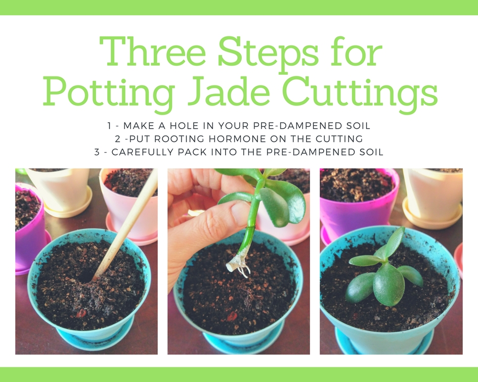 Three Steps forPotting Jade Cuttings.jpg