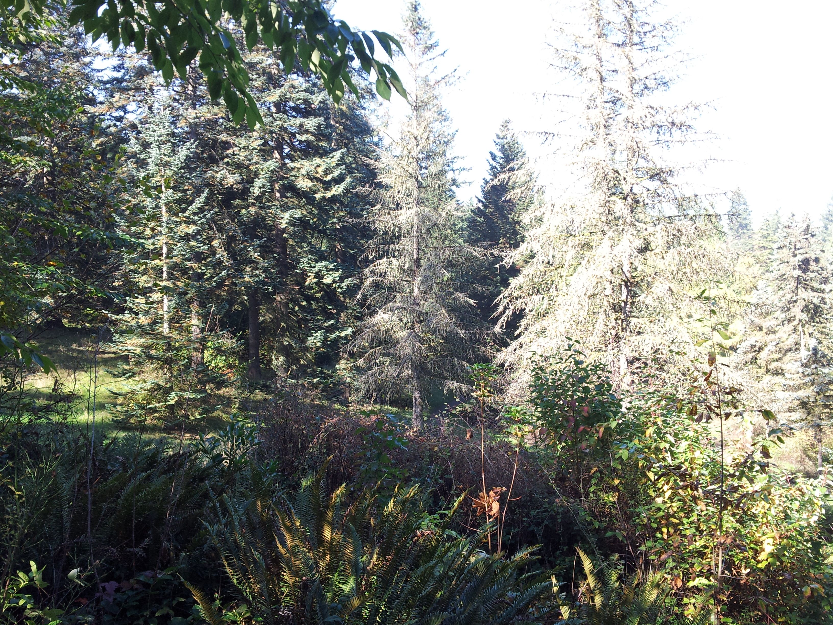 Portland, Oregon Trees!! — Steemit