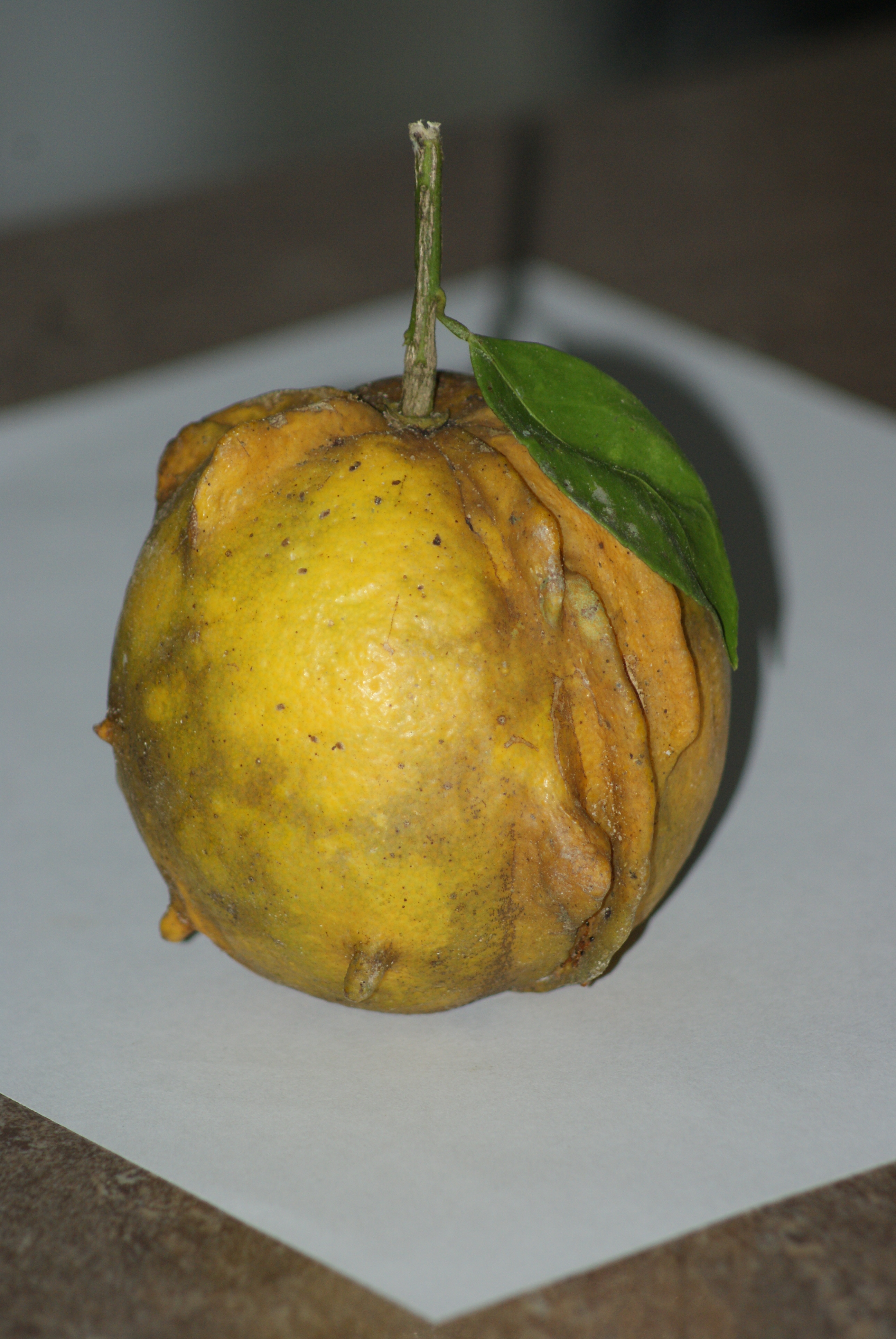 DSC00058.JPG